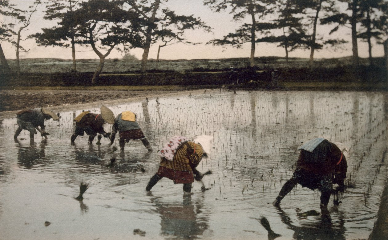 Fünf Bauern pflanzen Reis in einem Reisfeld um von Japanese Photographer
