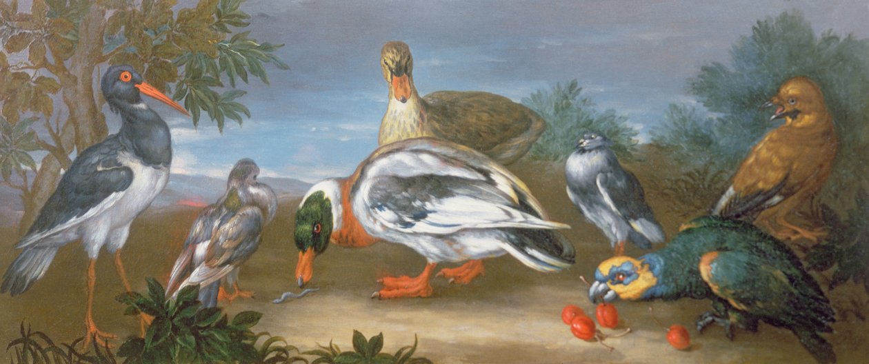 Eine Landschaft mit Papageien, Enten und Tauben von Jean Baptiste Monnoyer