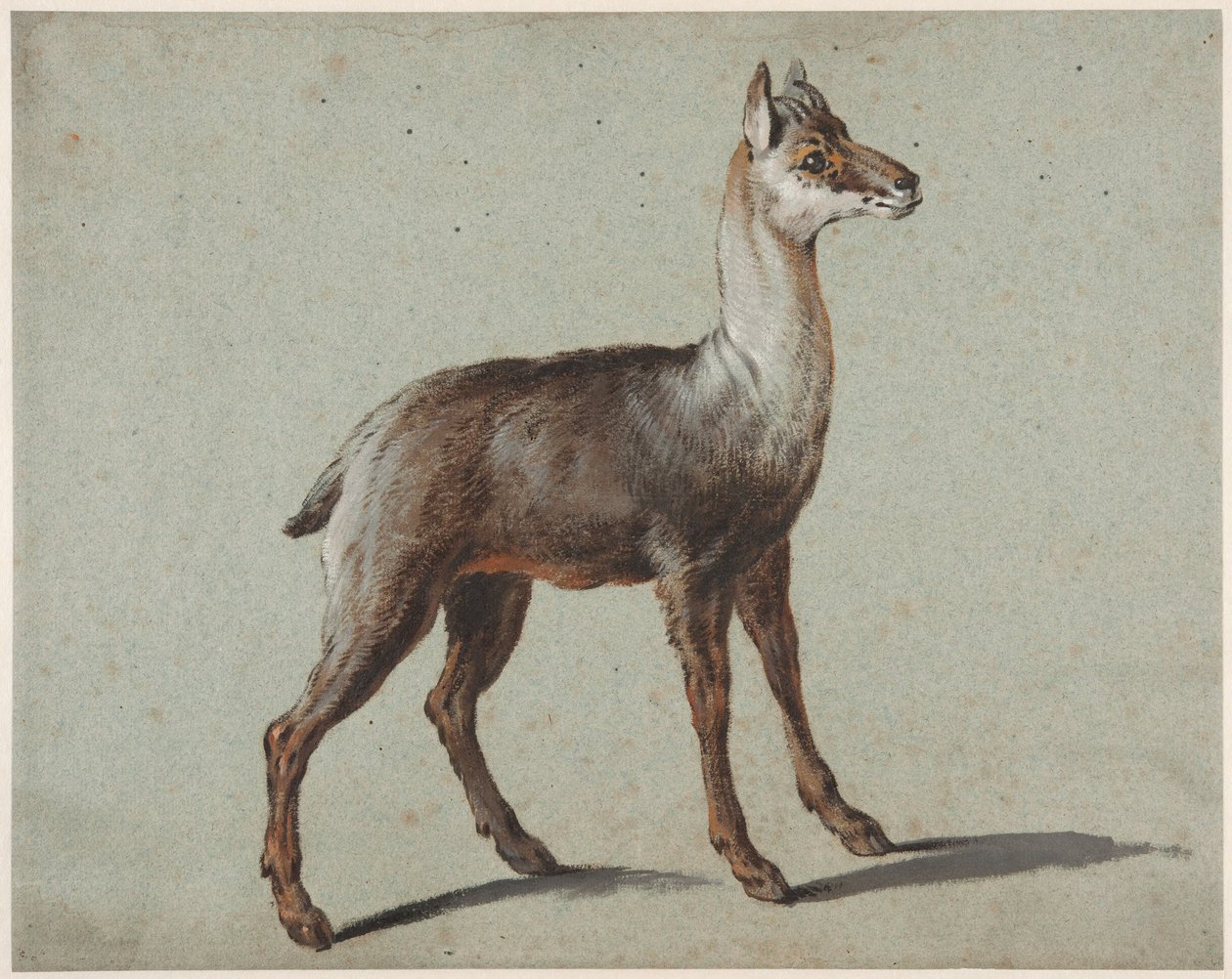 Gämse von Jean-Baptiste Oudry