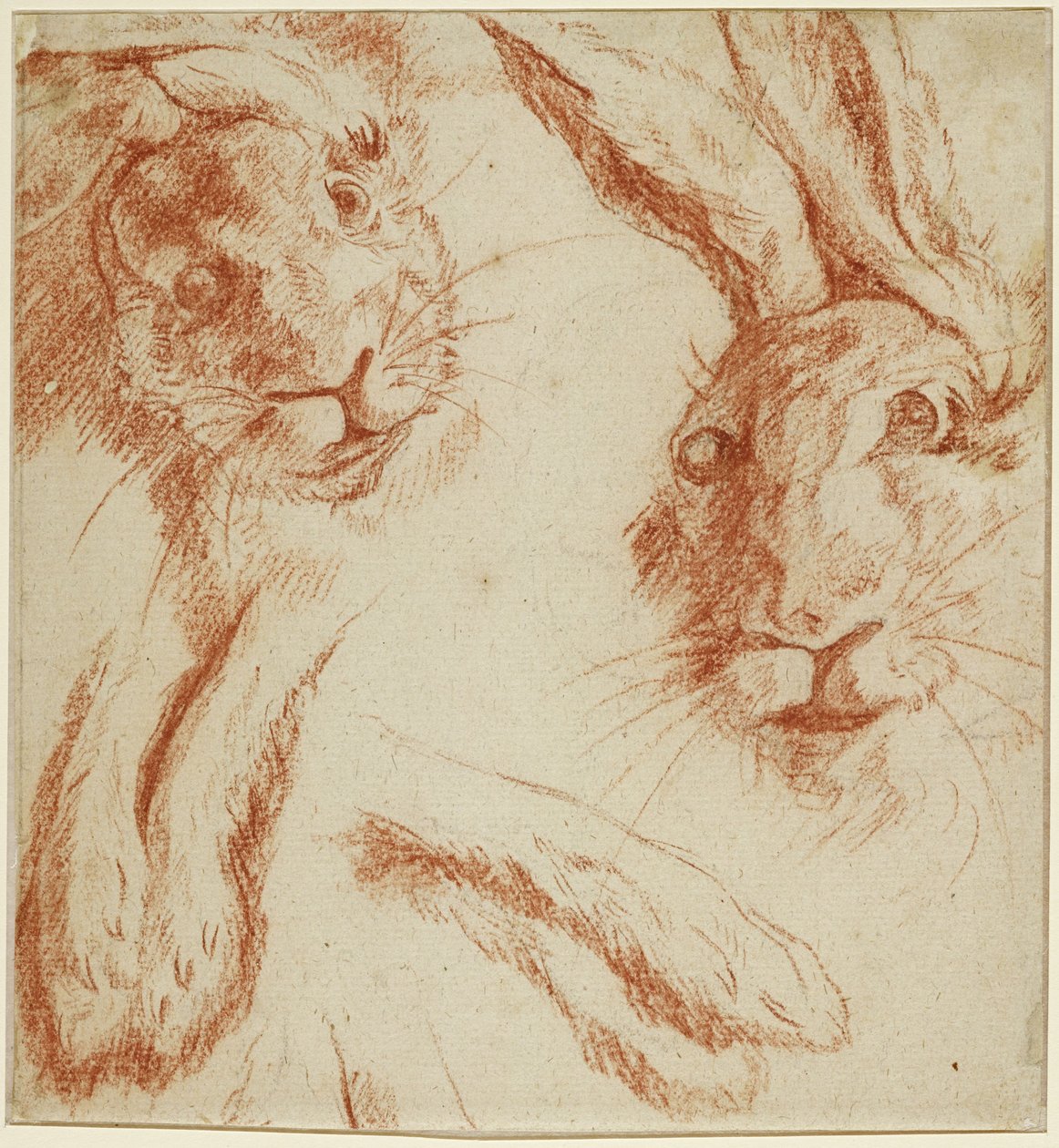 Hasenstudien: zwei Köpfe und zwei Paar Pfoten von Jean-Baptiste Oudry