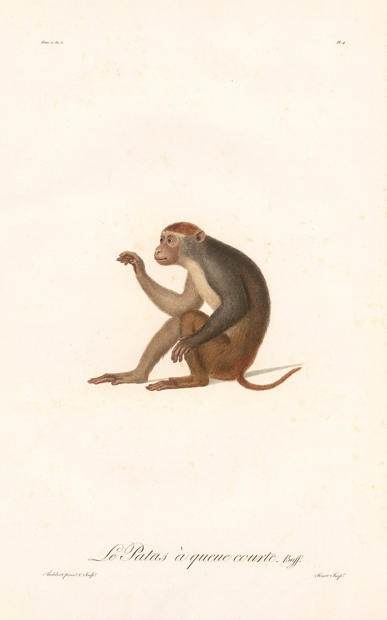 Patasaffe (Simia Patas) von Jean Baptiste Audebert