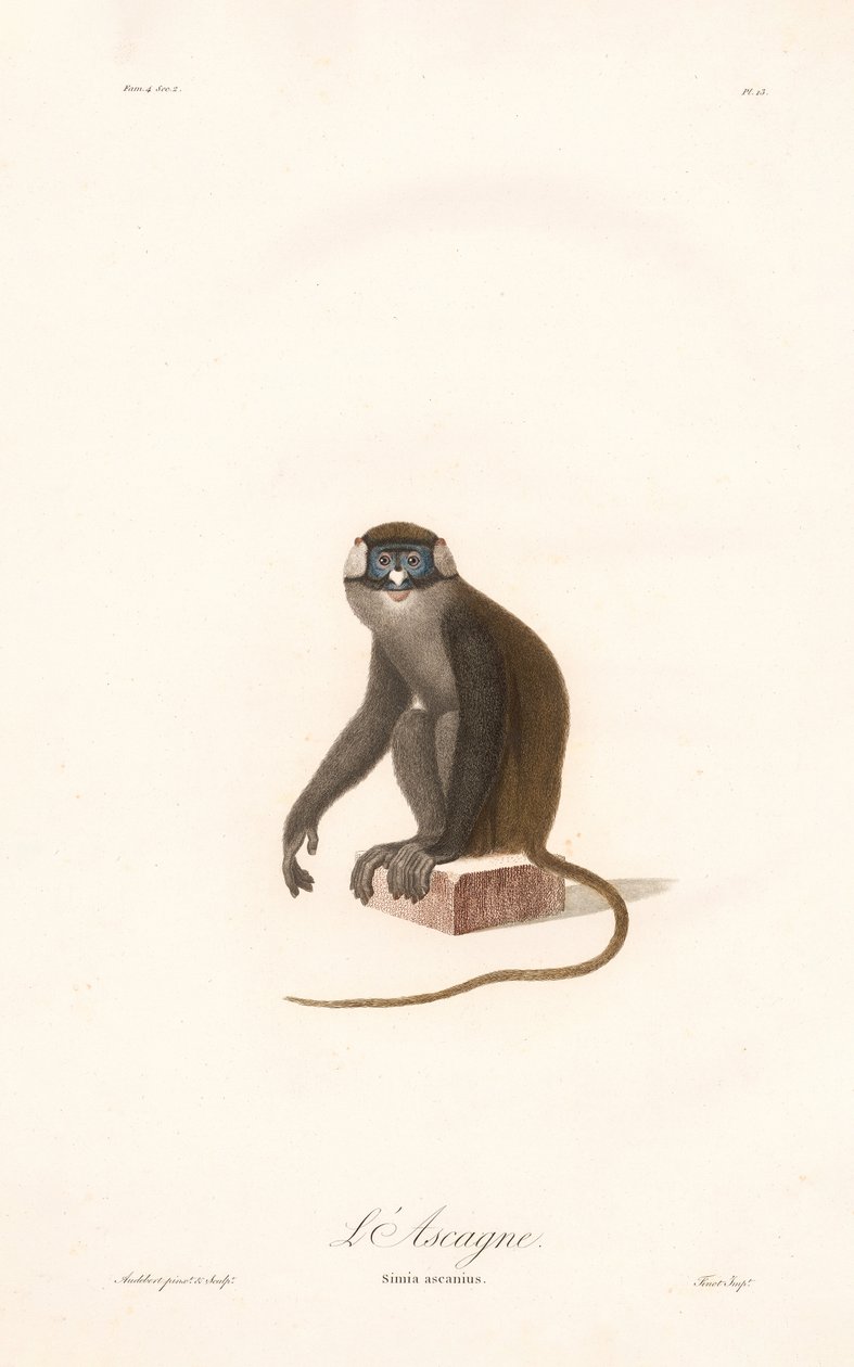 Rotschwanzmeerkatze (Simia ascanius) von Jean Baptiste Audebert