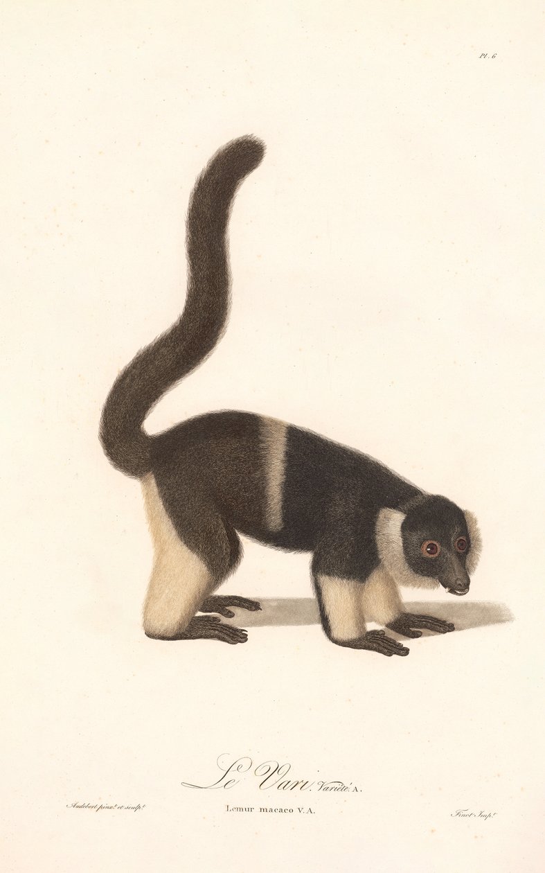 Variante des Vari (Lemur macaco V.A.) von Jean Baptiste Audebert
