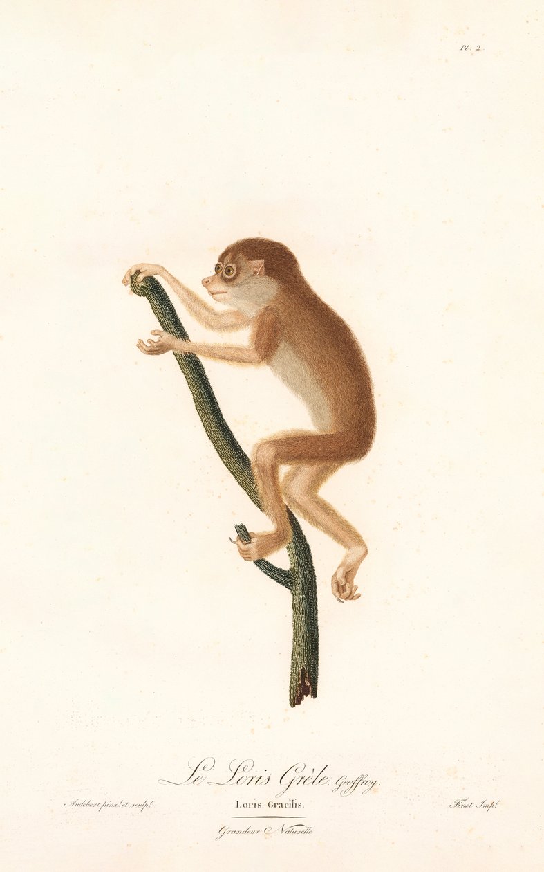 Schlanker Lori (Loris gracilis) von Jean Baptiste Audebert
