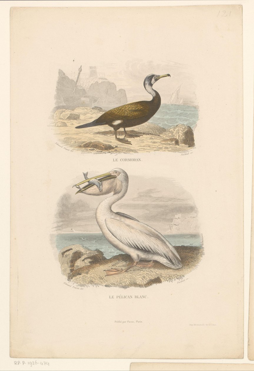 Kormoran und Weißer Pelikan von Jean Charles Pardinel