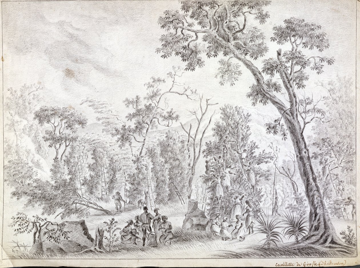 Nelken ernten auf La Réunion, frühes neunzehntes Jahrhundert von Jean Joseph Patu de Rosemont