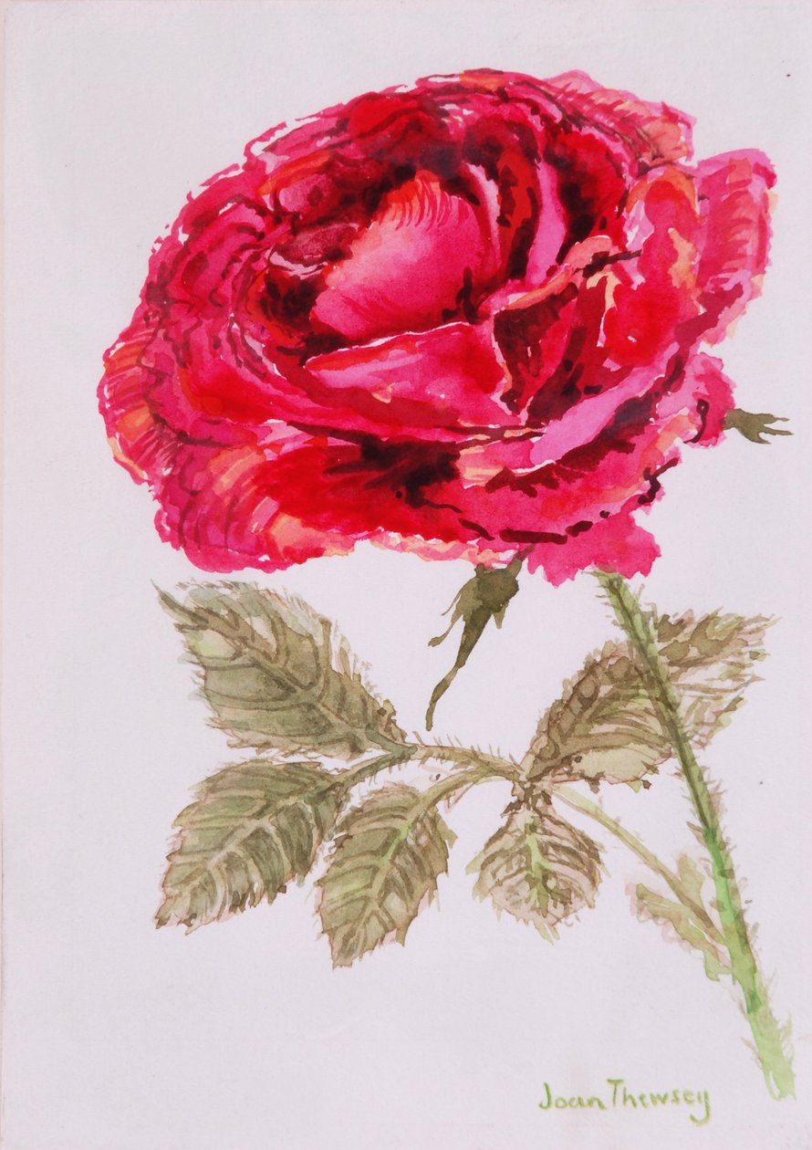 Eine rote Rose, 2000, Aquarell auf handgeschöpftem Papier von Joan Thewsey
