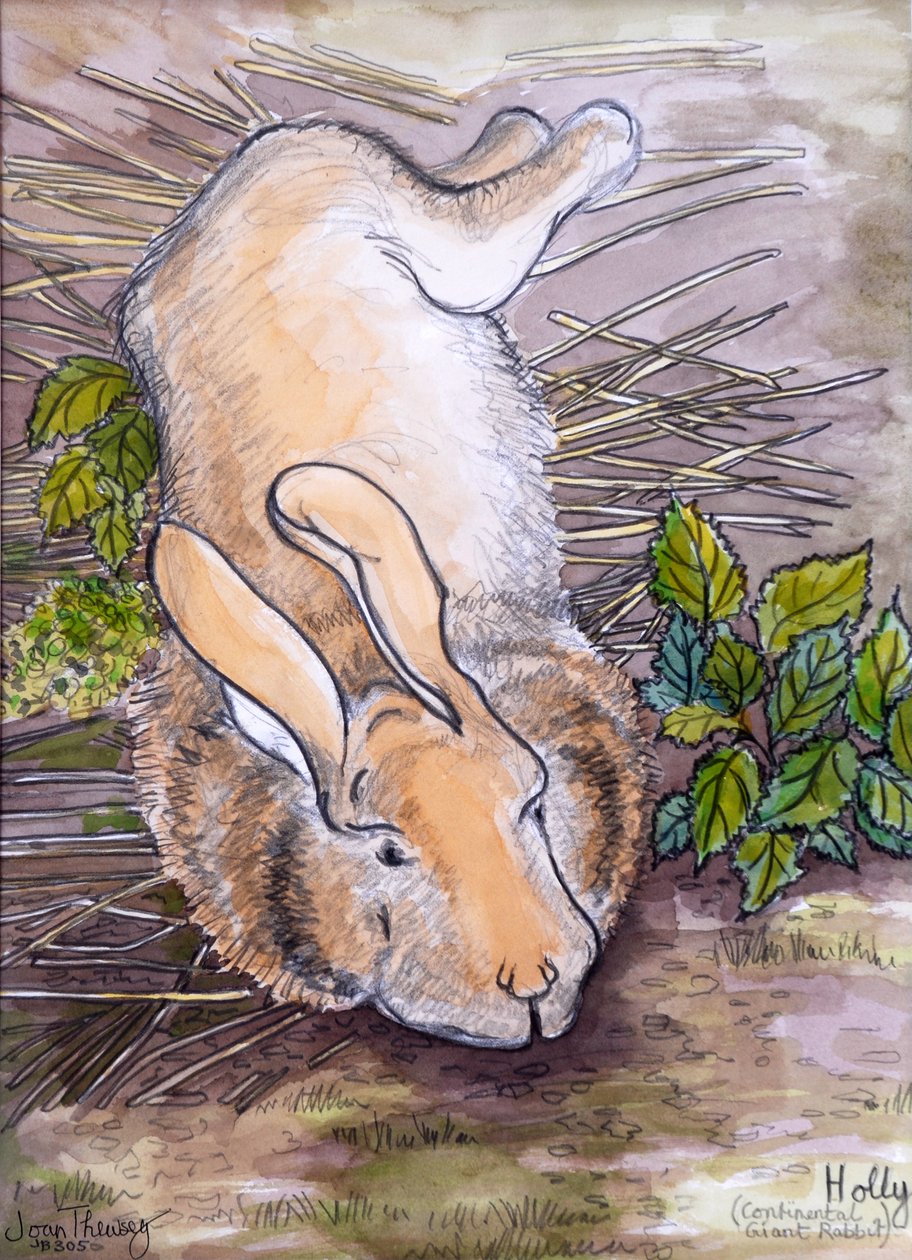 Holly, der riesige Kontinentalhase von Joan Thewsey