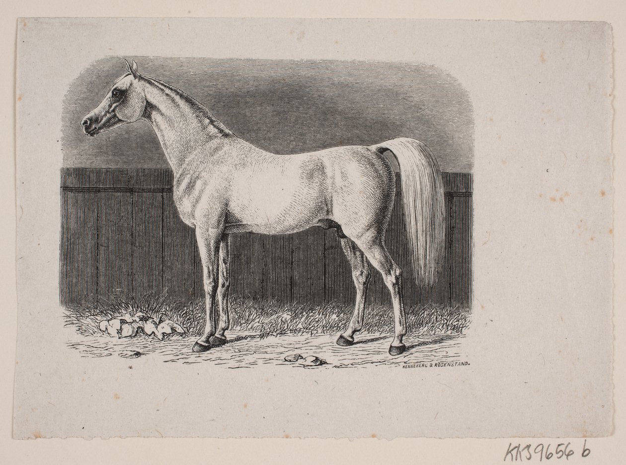 Ein Pferd von Johan Frederik Rosenstand
