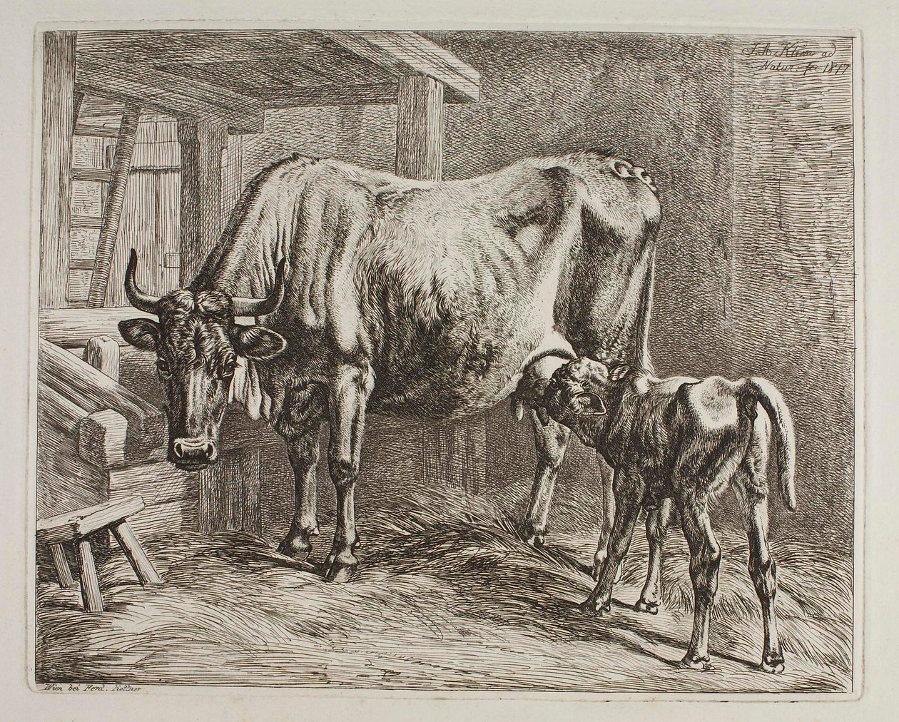 Kuh mit saugendem Kalb von Johann Adam Klein