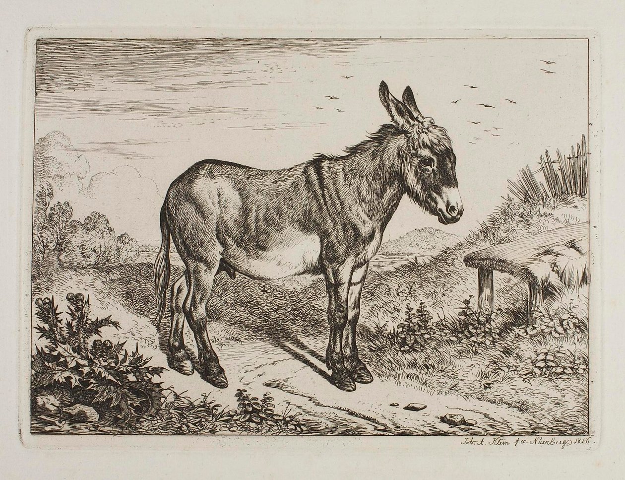Esel von Johann Adam Klein