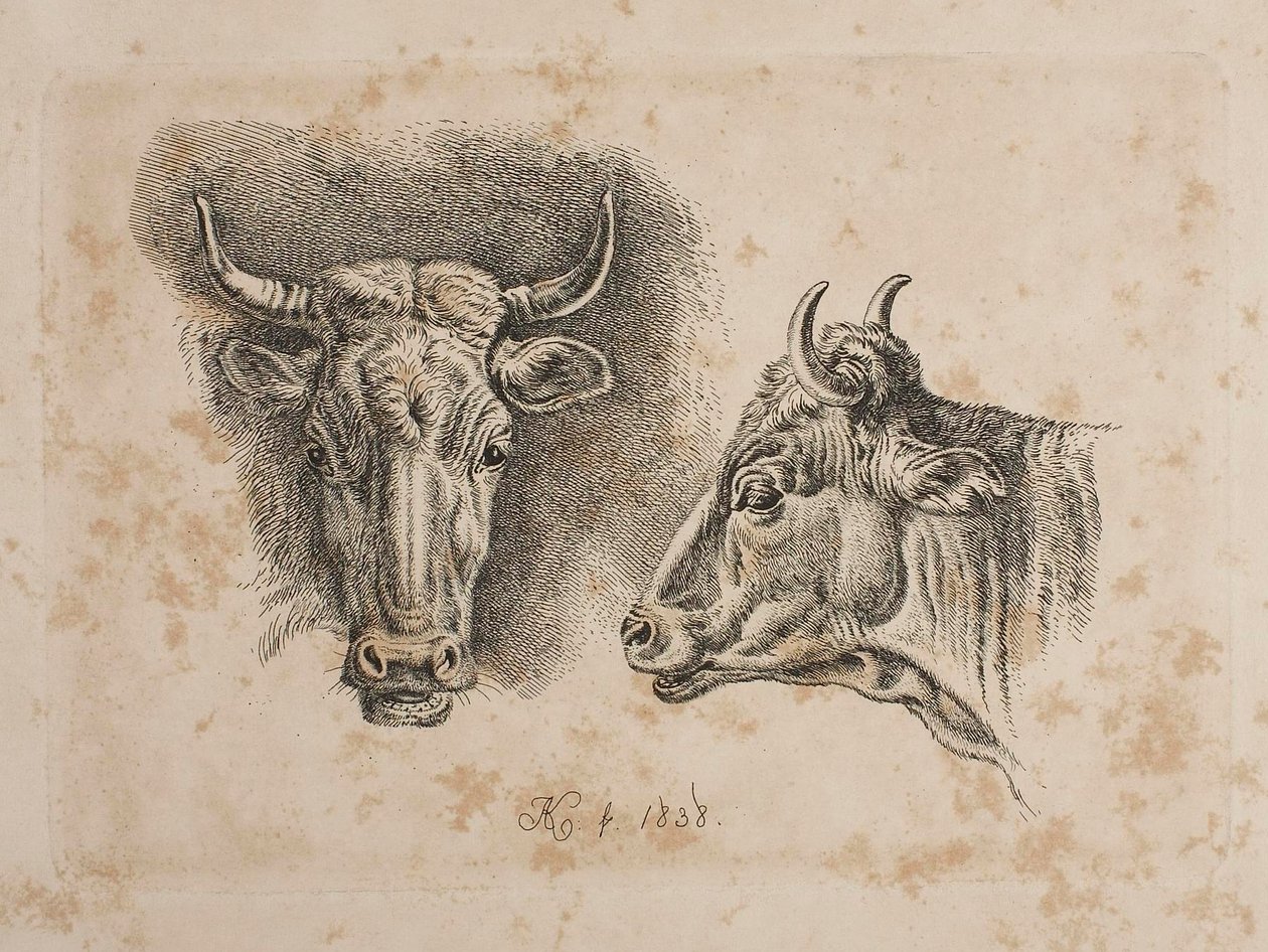 Köpfe von zwei Kühen von Johann Adam Klein
