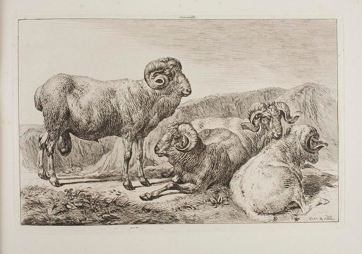 Merino-Widder von Johann Adam Klein