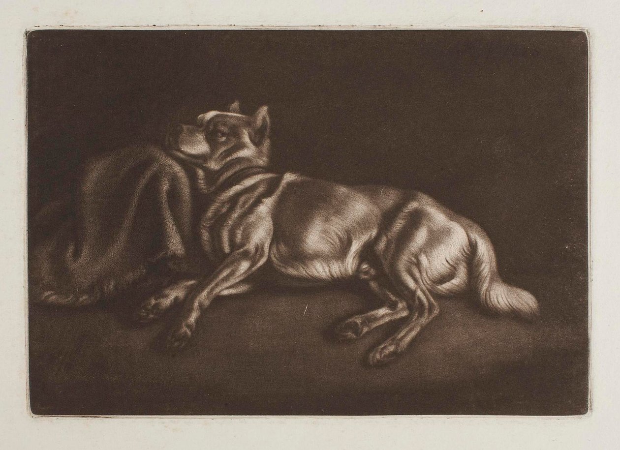 Spitz-Typ Hund von Johann Adam Klein