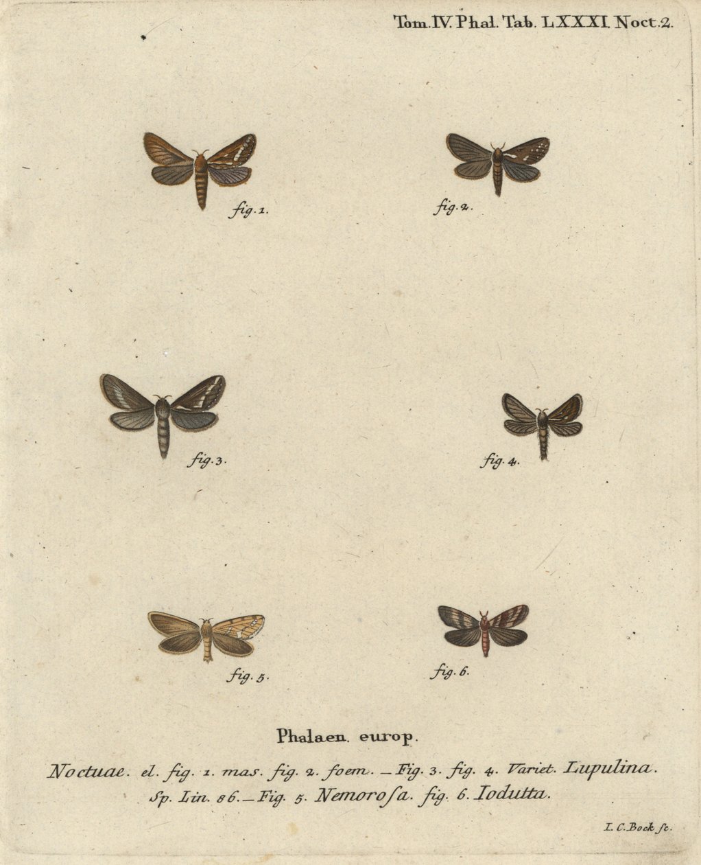 Gemeine Schnellmotte, Korscheltellus Lupulina, Goldene Schnellmotte, Phymatopus Hecta und Pharmacis Carna von Johann Carl Bock