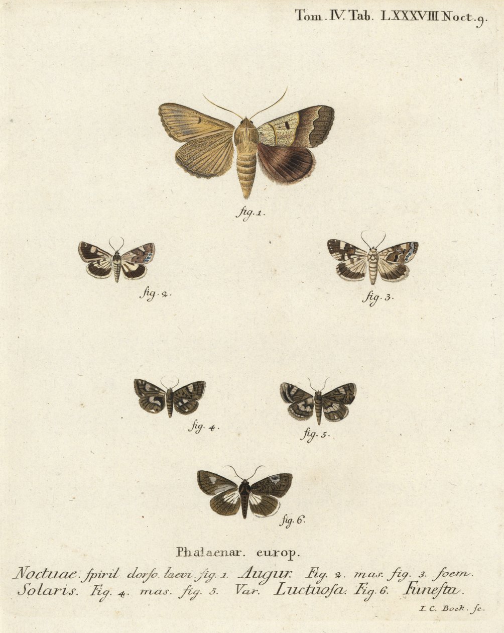 Doppelter Pfeil oder Wahrsager, Graphiphora augur 1, Blasse Schulter, Acontia lucida 2,3, Vierfleck-Motte, Tyta luctuosa 4,5, und Druiden-Motte, Aedia funesta 6. Handkolorierter Kupferstich von Johann Carl Bock nach Eugenius Johann Christoph Espers Die Sch von Johann Carl Bock