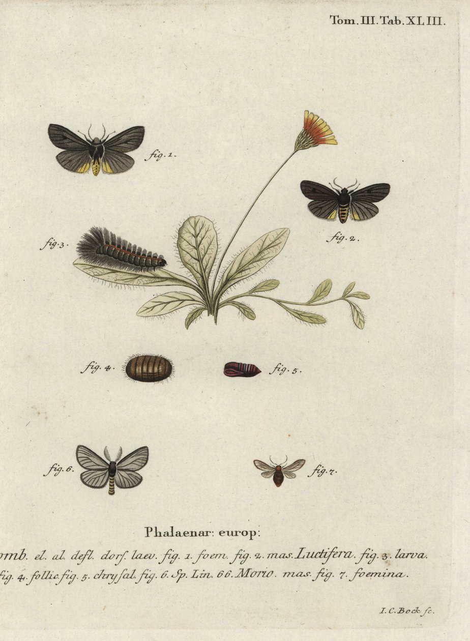 Epatolmis caesarea und Penthophera morio Motten von Johann Carl Bock