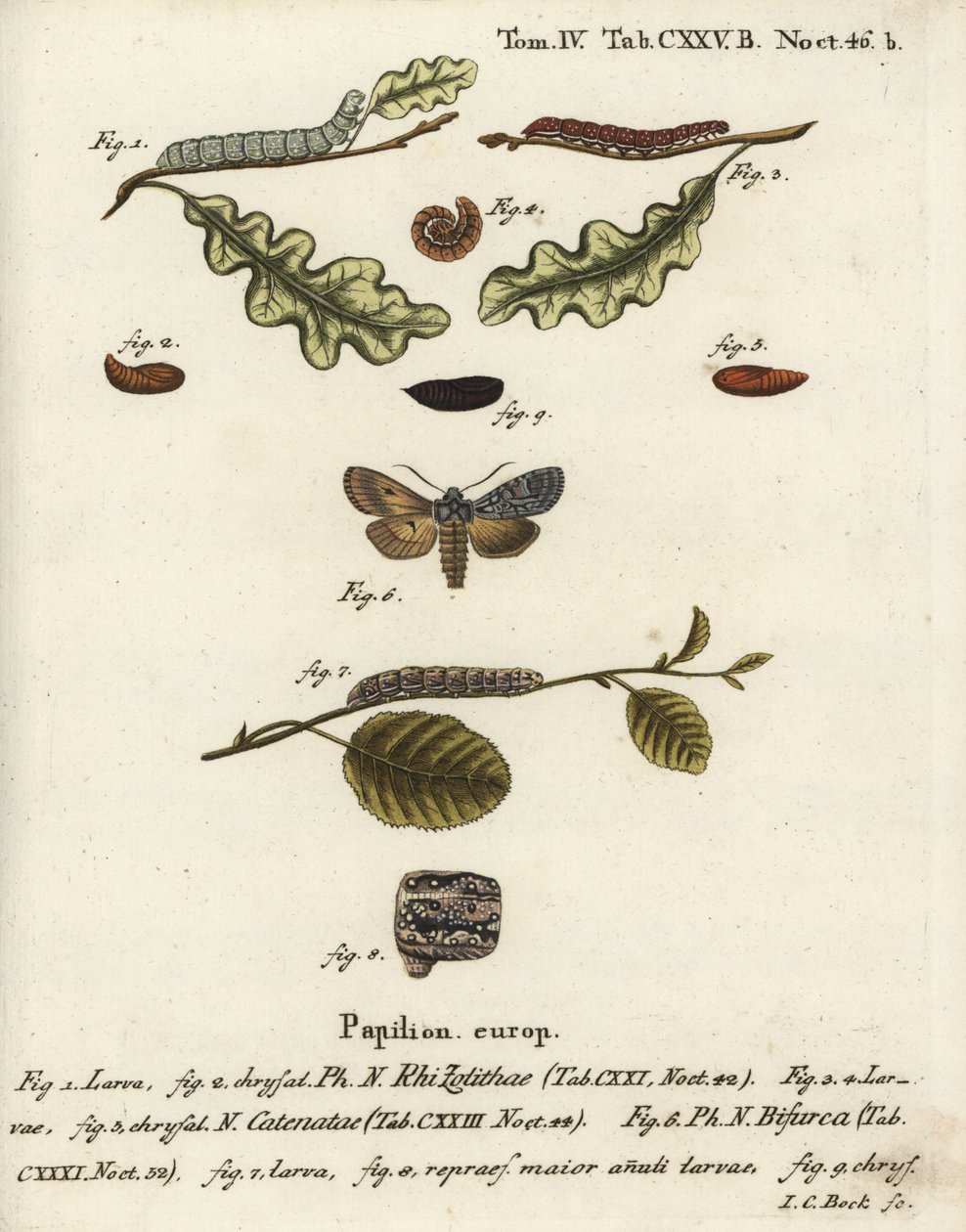 Grauer Schulterknoten, Lithophane ornitopus 1,2, gerüschte Kastanie, Agrochola helvola 3-5, Konformist, Lithophane furcifera 6-9. Handkolorierter Kupferstich von Johann Carl Bock nach Eugenius Johann Christoph Espers Die Schmetterlinge in Abbildungen von Johann Carl Bock