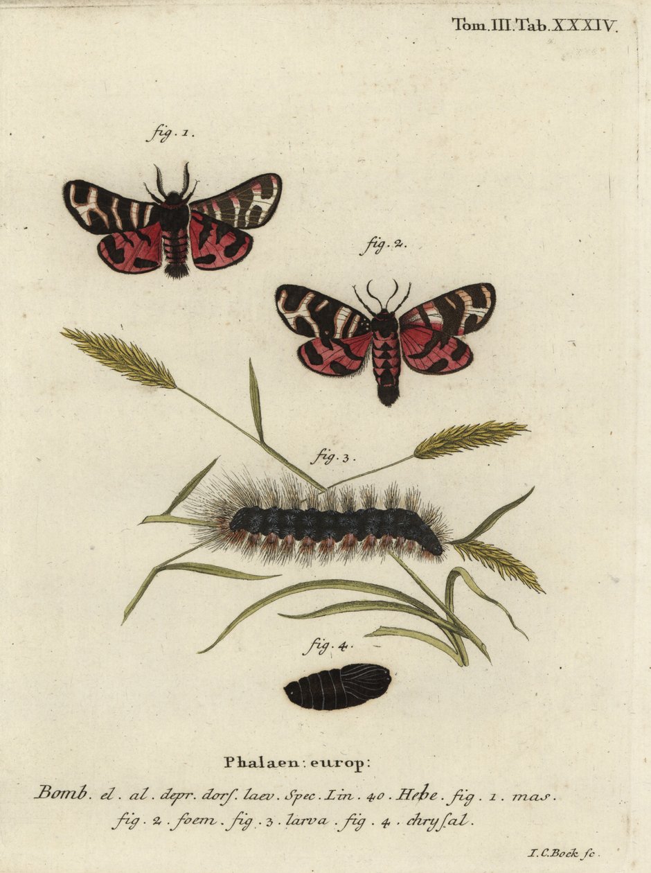 Hebe-Tigermotte, Arctia festiva von Johann Carl Bock