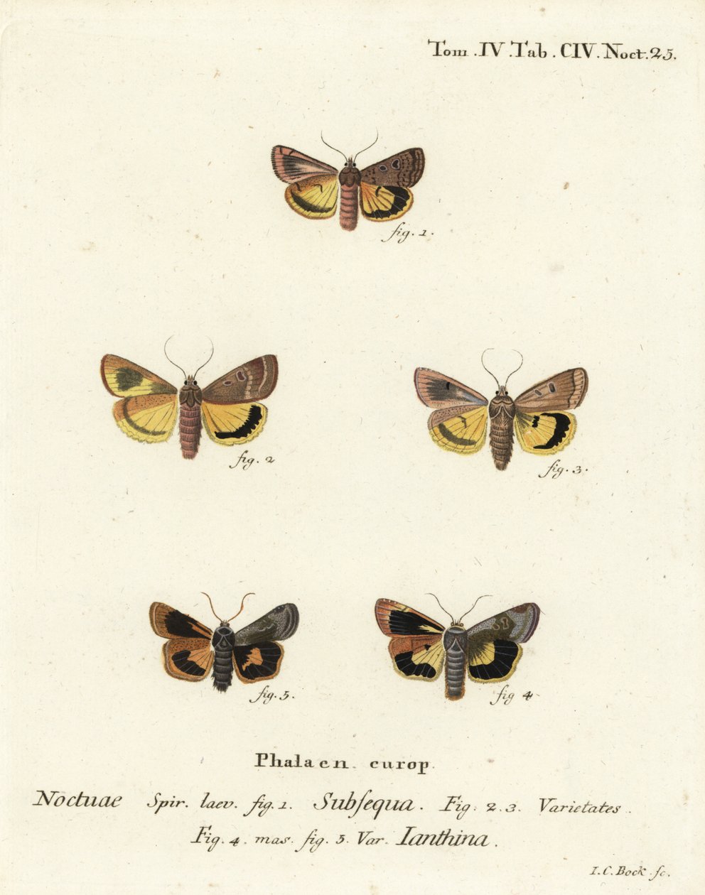 Mondgelber Unterflügel, Noctua orbona 1, und kleiner breitgeränderter gelber Unterflügel oder Langmaids gelber Unterflügel, Noctua janthina 2-5. Handkolorierter Kupferstich von Johann Carl Bock nach Eugenius Johann Christoph Espers Die Schmetterlinge in Ab von Johann Carl Bock