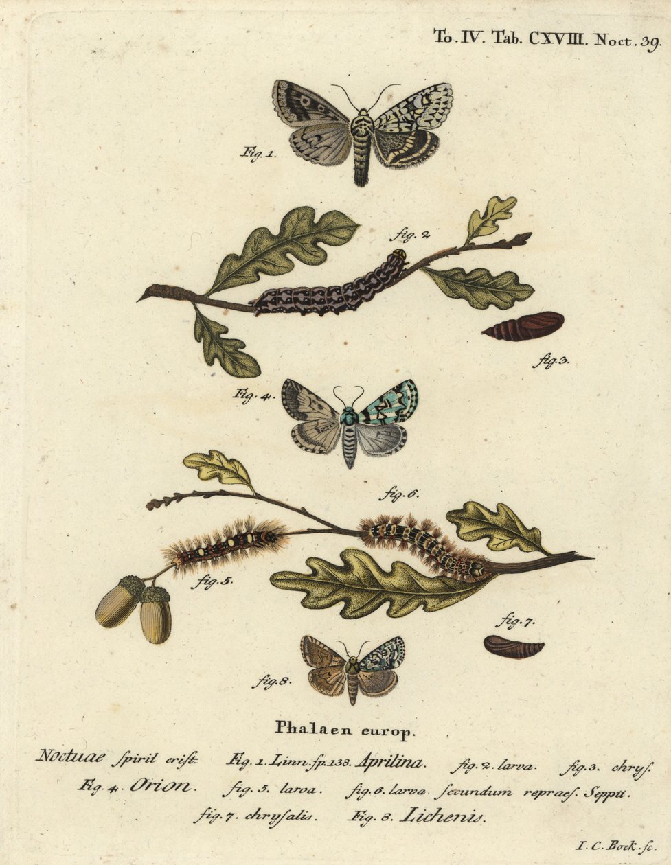 Merveille du jour, Dichonia aprilina 1-4, Seltene Merveille du jour, Moma alpium 5-7, und Marmorierte Grüne, Cryphia muralis 8. Handkolorierter Kupferstich von Johann Carl Bock nach Eugenius Johann Christoph Espers Die Schmetterlinge in Abbildungen nach von Johann Carl Bock