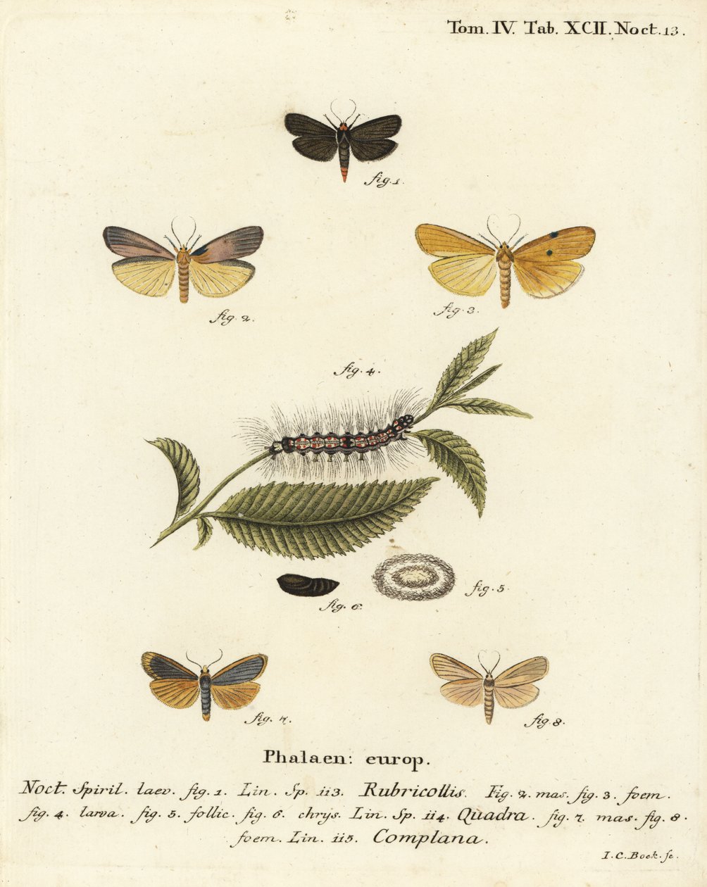 Rotnackiger Fußmann, Atolmis rubricollis 1, vierfleckiger Fußmann, Lithosia quadra 2-6, und gelber Fußmann, Katha depressa 7,9. Handkolorierter Kupferstich von Johann Carl Bock nach Eugenius Johann Christoph Espers Die Schmetterlinge in Abbildungen nach de von Johann Carl Bock