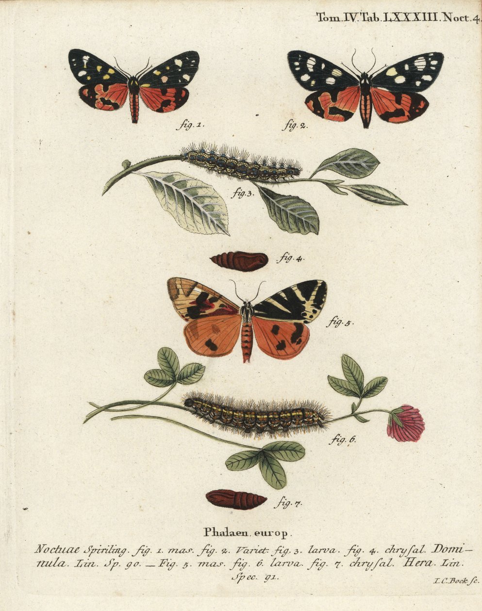 Scharlachrote Tiger-Motte, Callimorpha dominula 1-4, und Jersey-Tiger-Motte, Euplagia quadripunctaria 5-7. Handkolorierter Kupferstich von Johann Carl Bock nach Eugenius Johann Christoph Espers Die Schmetterlinge in Abbildungen nach der Natur, Erlangen von Johann Carl Bock