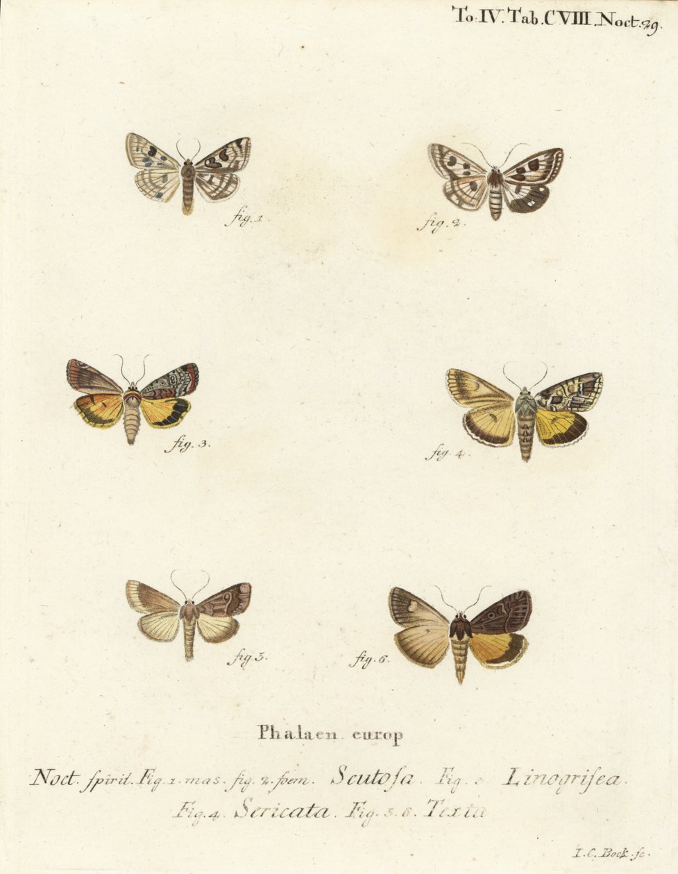 Gefleckte Klee, Schinia Scutosa, Epilecta Linogrisea, Guernsey Unterflügel, Polyphaenis Sericata und Stroh-Unterflügel, Thalpophila Matura von Johann Carl Bock