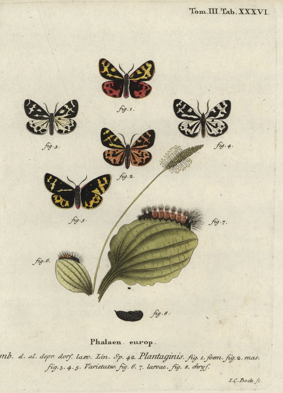 Holztigermotte, Parasemia plantaginis von Johann Carl Bock