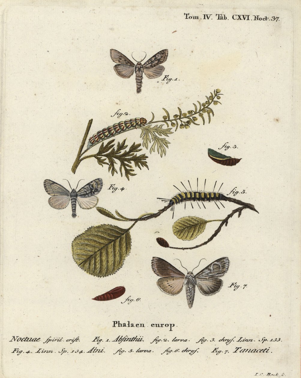 Wermutmotte, Cucullia absinthii, Erlenmotte, Acronicta alni und Cucullia tanaceti. Handkolorierter Kupferstich von Johann Carl Bock nach Eugenius Johann Christoph Espers Die Schmetterlinge in Abbildungen nach der Natur, Erlangen von Johann Carl Bock