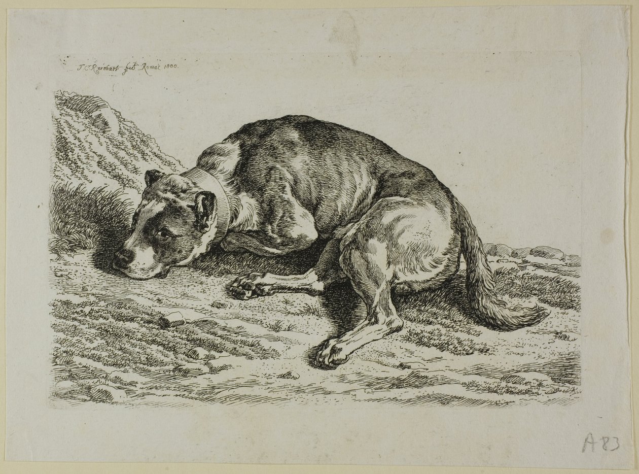 Liegender Hund, aus Die Zweite Thierfolge von Johann Christian Reinhart