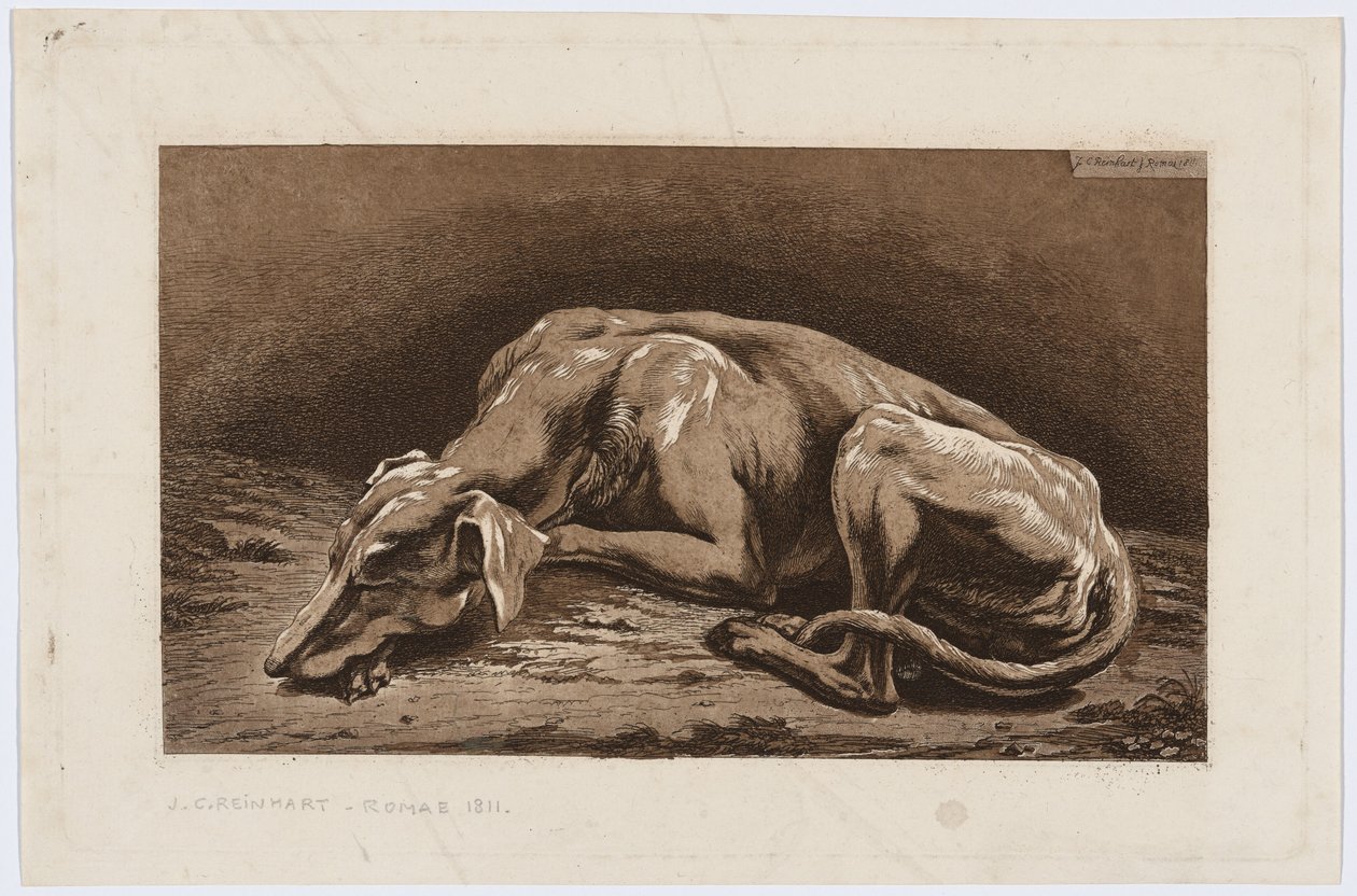 Schlafender Windhund von Johann Christian Reinhart