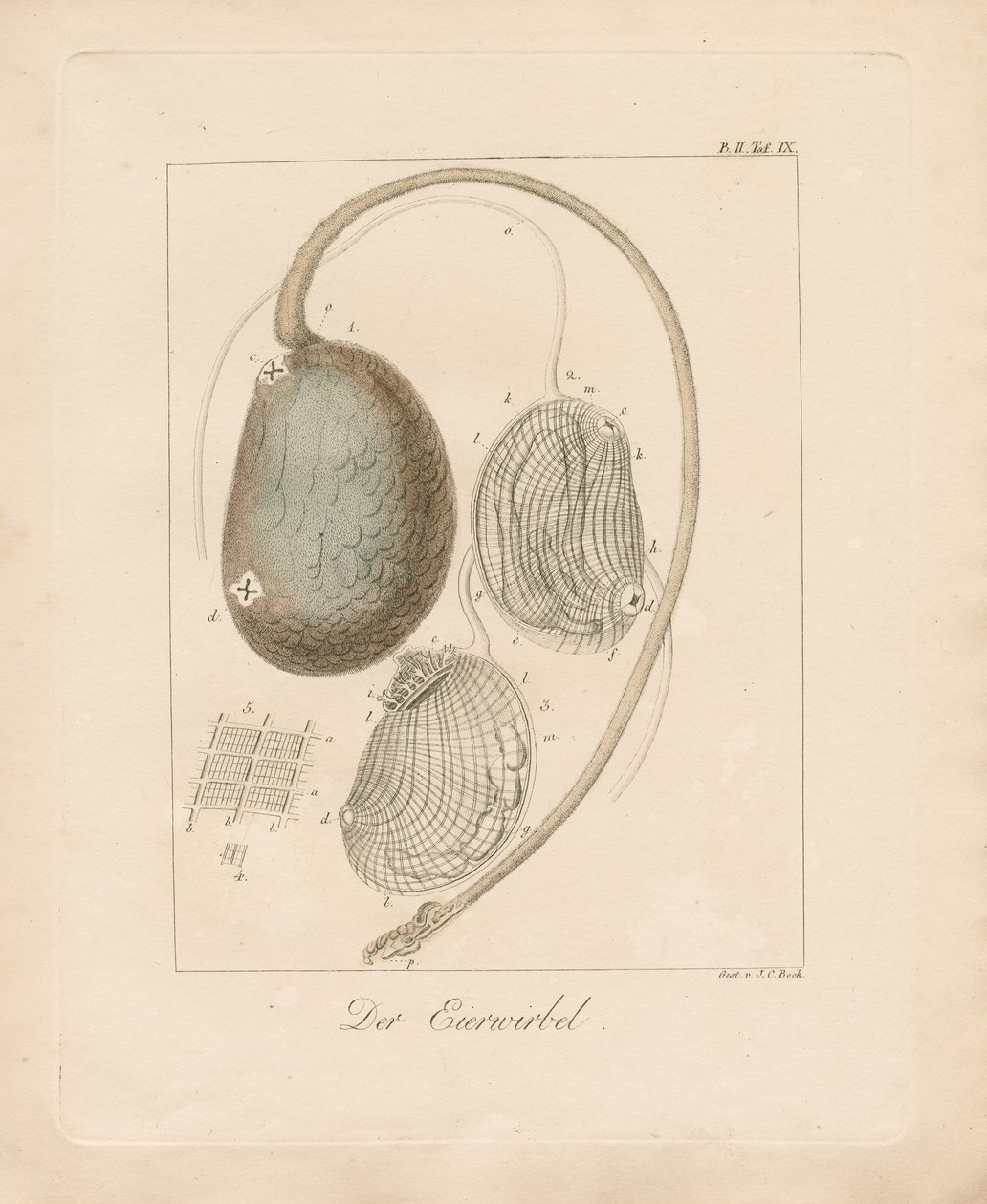 Die Eierstruktur von Johann Christoph Bock