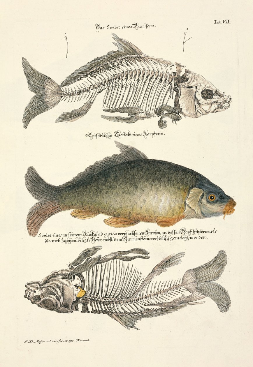 Karpfen mit Skelett von Johann Daniel Meyer