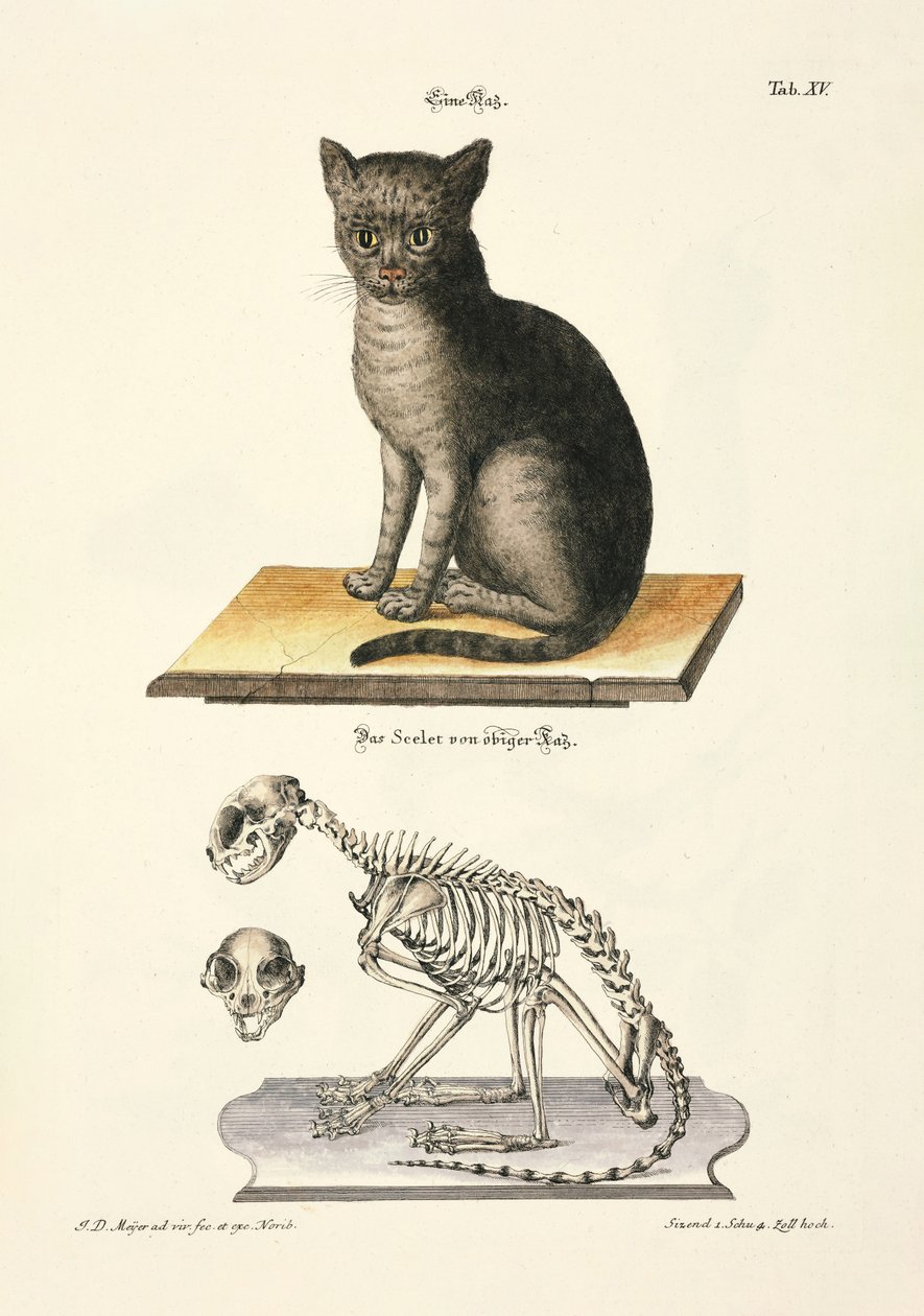 Hauskatze und ihr Skelett von Johann Daniel Meyer