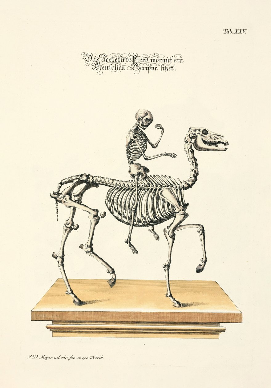 Das skelettierte Pferd mit einem menschlichen Skelett als Reiter von Johann Daniel Meyer