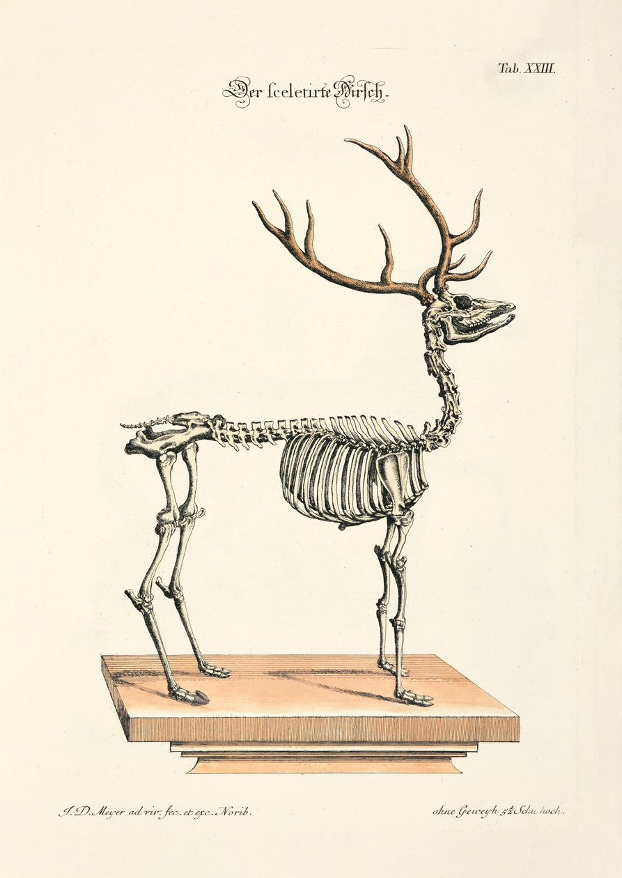 Das skelettierte Rotwild von Johann Daniel Meyer