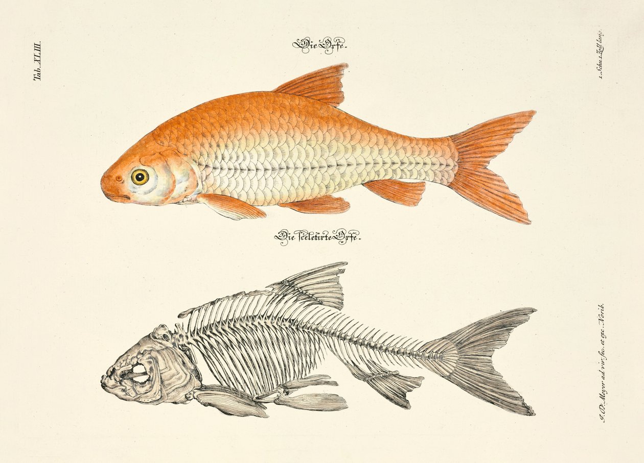 Der Aland und sein Skelett von Johann Daniel Meyer