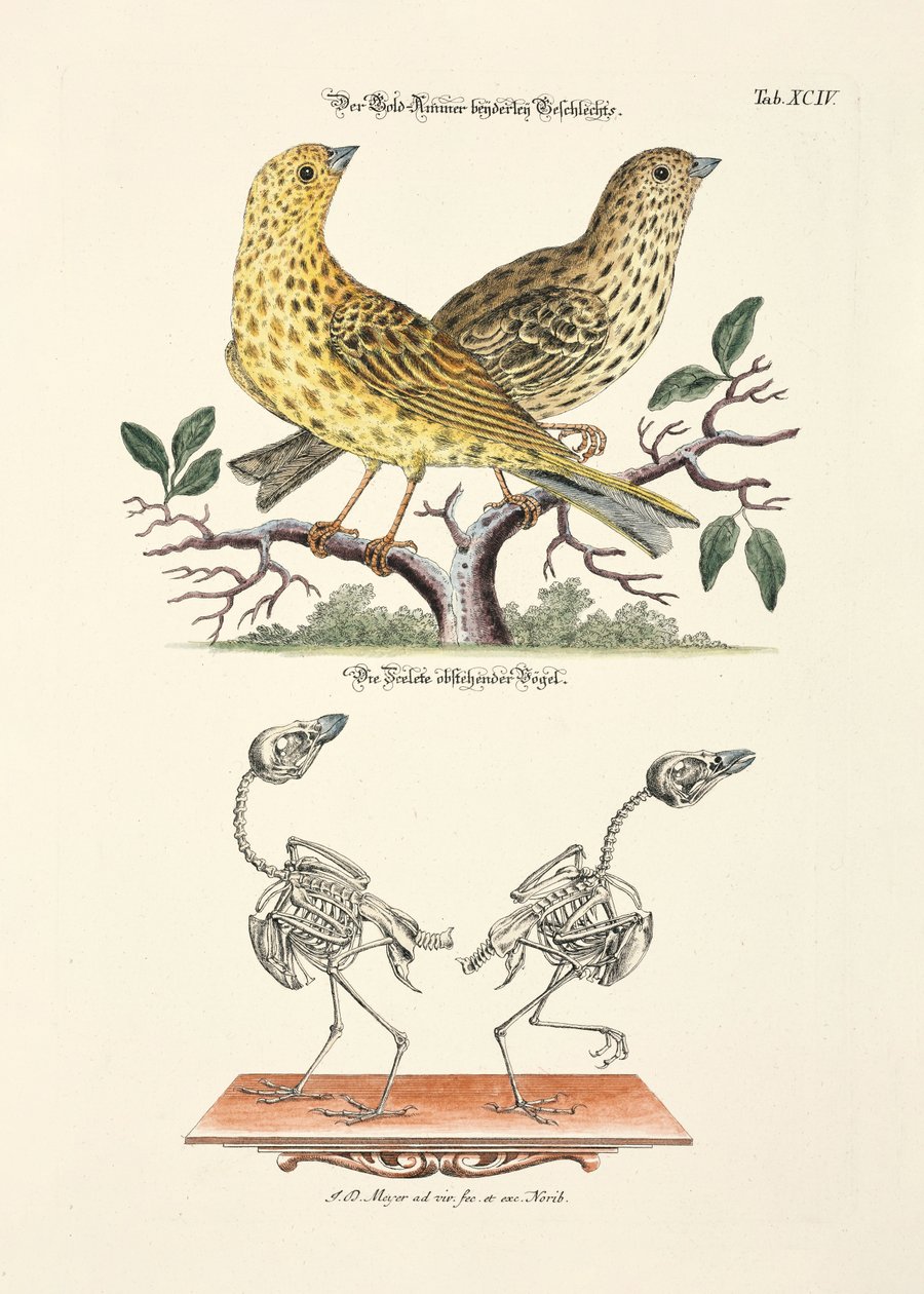 Goldammer mit Skelett von Johann Daniel Meyer