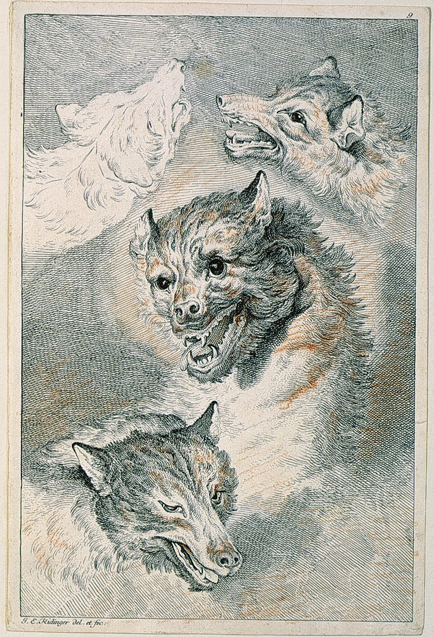Vier Wolfsköpfe von Johann Elias Ridinger