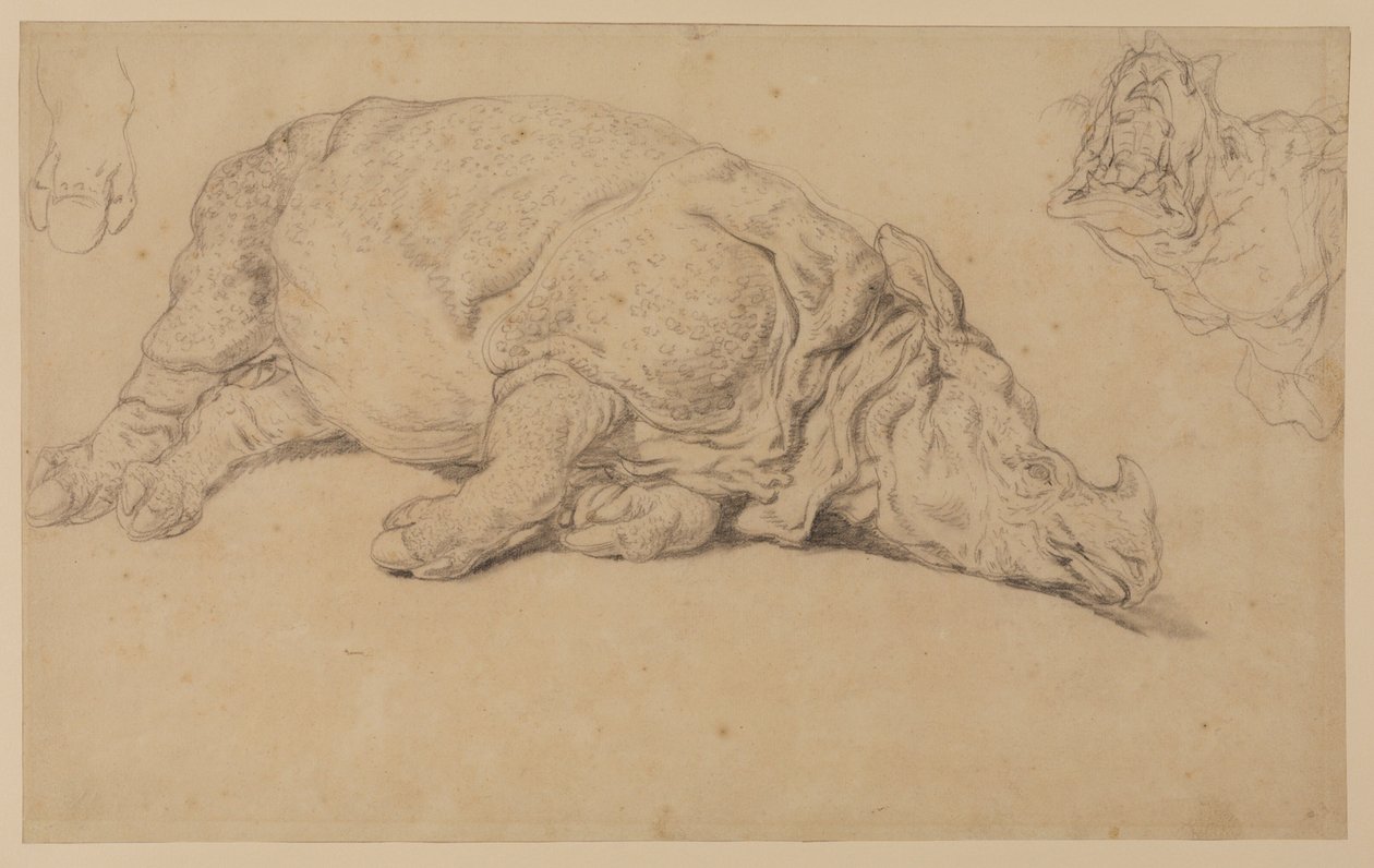 Nashorn, das auf der Seite liegt von Johann Elias Ridinger or Riedinger
