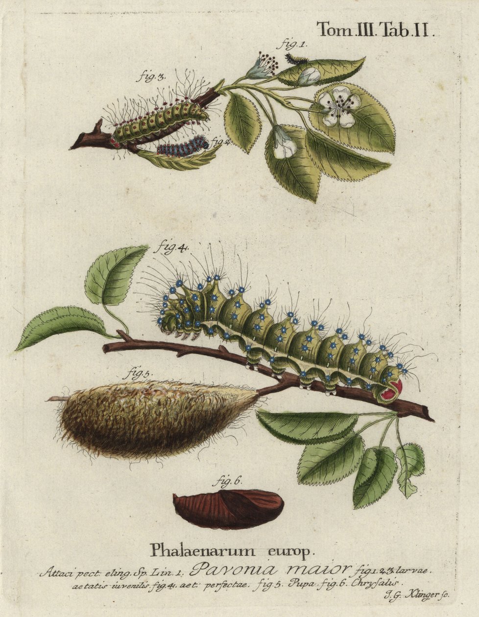 Kaisermotte, Saturnia pavonia, Larve, Puppe, Chrysalis von Johann Georg Klinger
