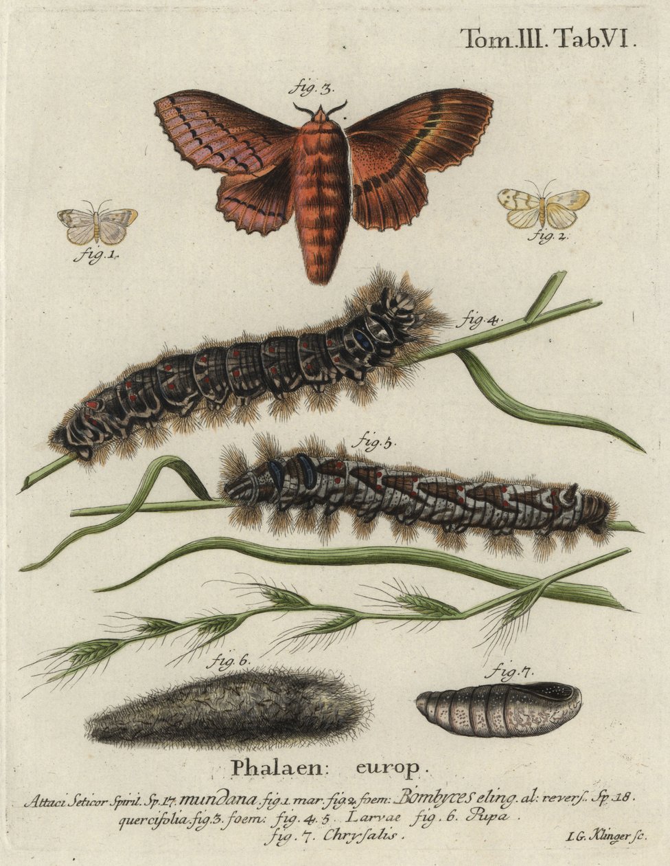 Muslin-Footman- und Eichen-Eggar-Motten. von Johann Georg Klinger