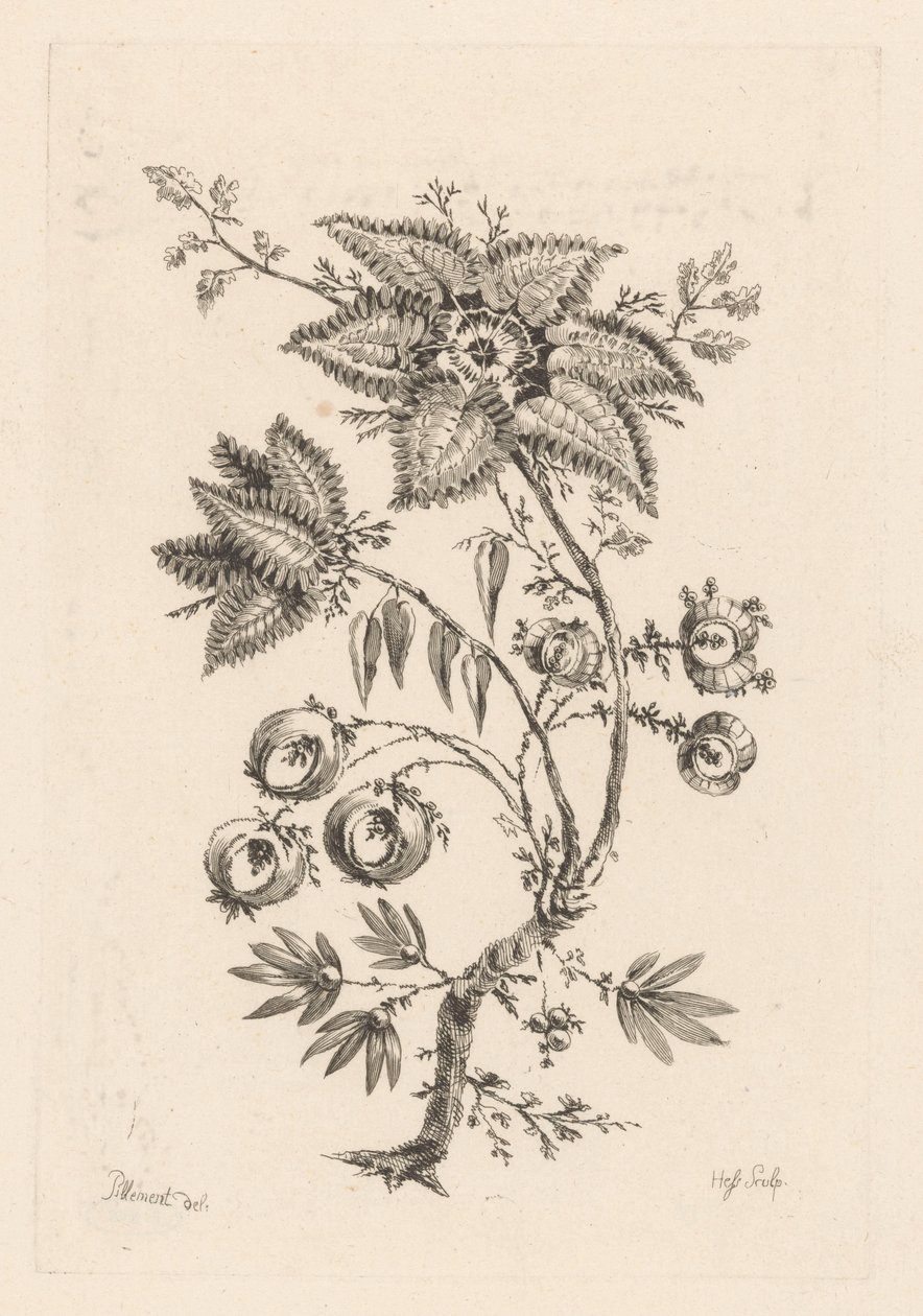 Sternförmige Blumen von Johann Heinrich  Hess