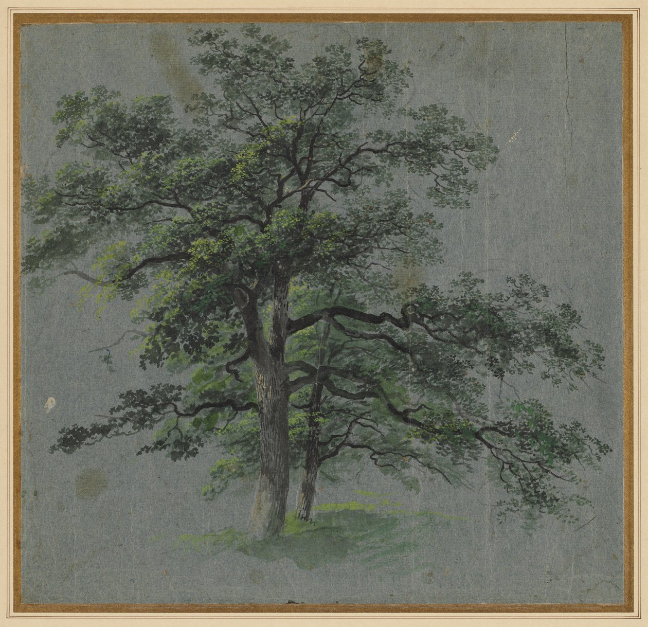 Zwei Bäume recto Baumstudien verso von Johann Jacob Dorner