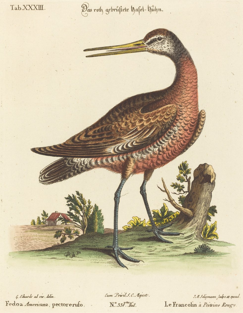 Fedoa Americana, pectore ruso von Johann Michael Seligmann after George Edwards