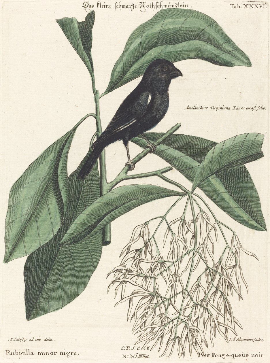 Der kleine schwarze Gimpel von Johann Michael Seligmann after Mark Catesby