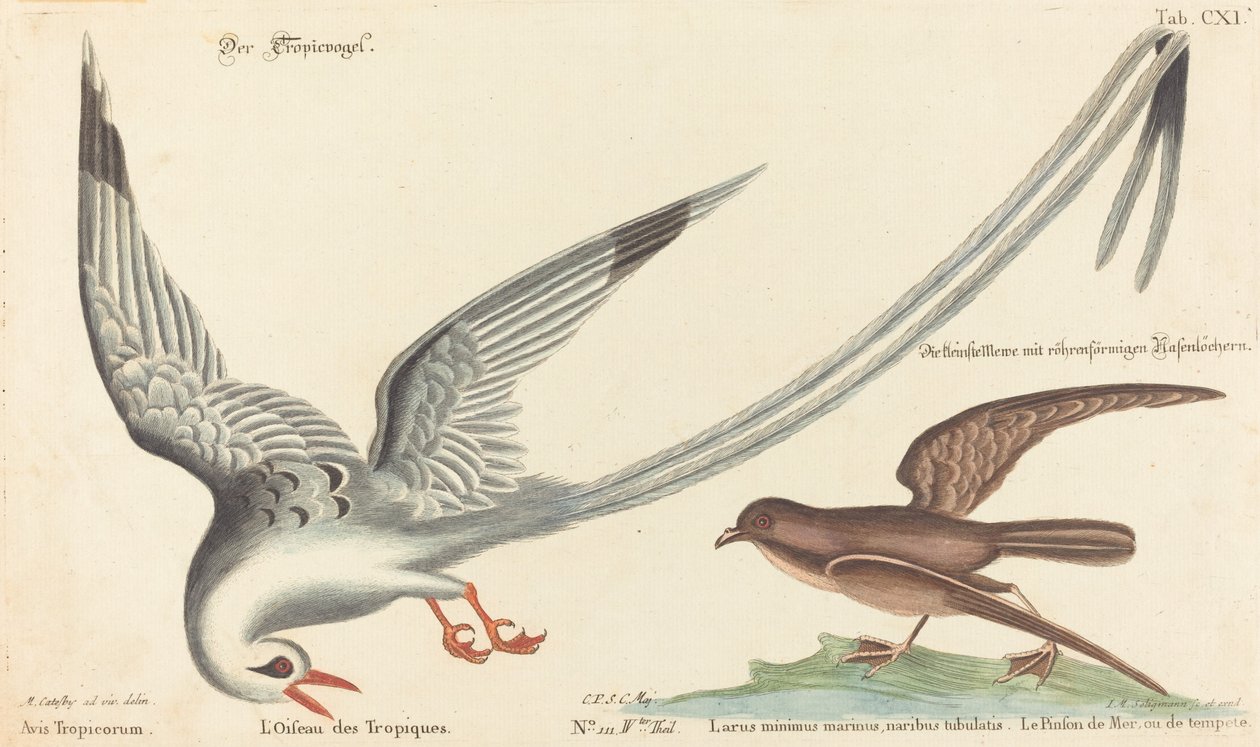Der Tropikvogel (Phaeton aethereus) von Johann Michael Seligmann after Mark Catesby