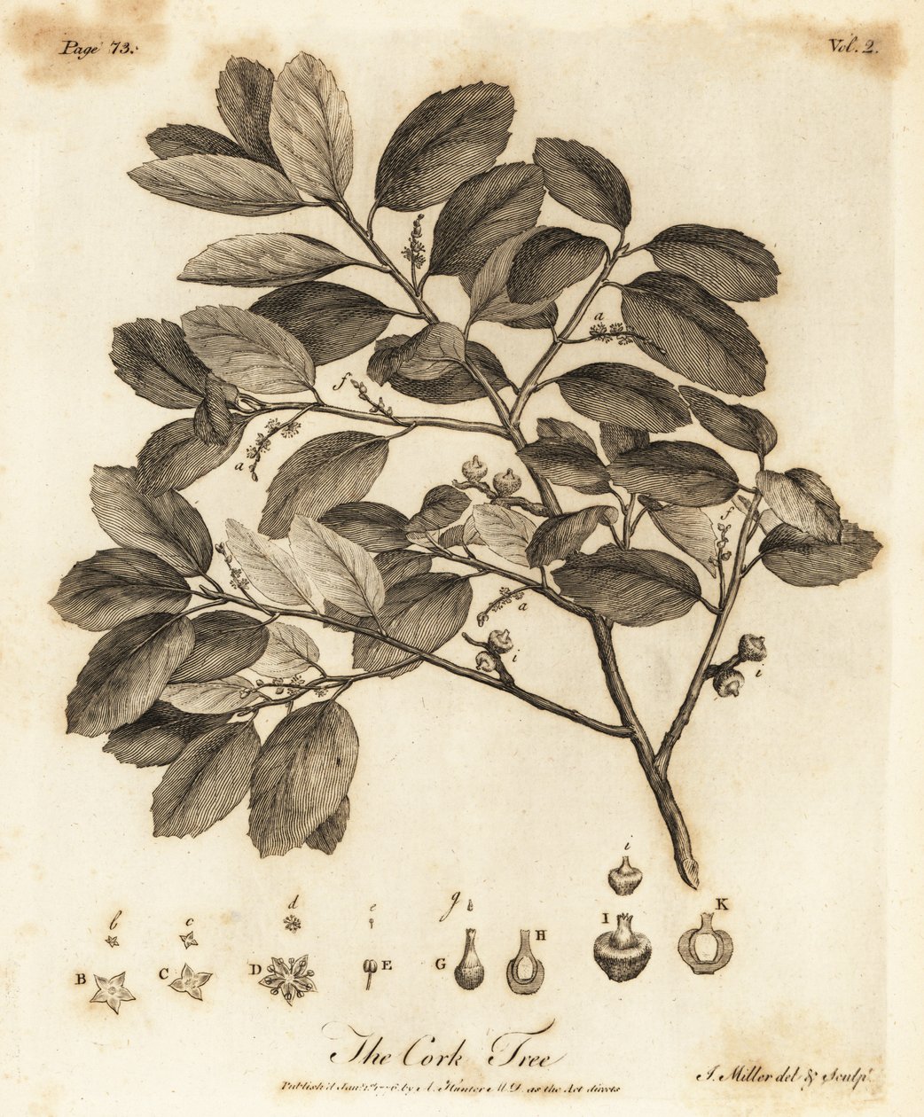 Korkeiche, Quercus suber von Johann Sebastien Muller