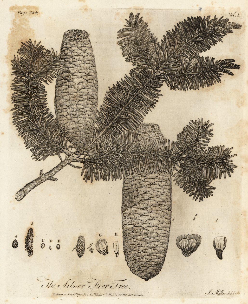 Europäische Weißtanne, Abies alba von Johann Sebastien Muller